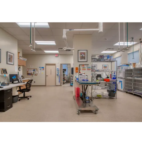 Internal Medicine Treatment Room at VetMed Emergency & Specialty Veterinary Hospital